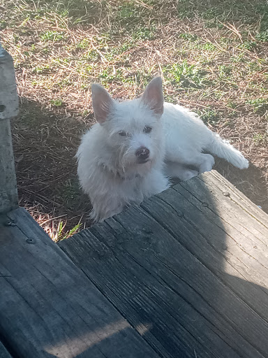 Newberry County Animal Control - Thumbnail