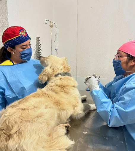 Hospital Veterinario Canino Med