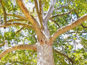 Photo n°9 de Sylvie RUSSO Sophrologue, Hypnose, Coach prof et pers. certifiée RNCP, Certifiée RNCP en Sophrologie à Aulnay-sous-Bois (Coach de vie)