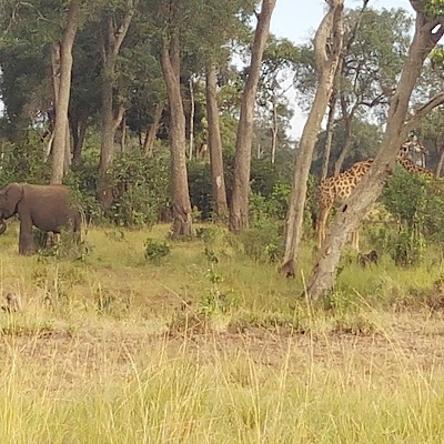 Photos of Hammerkop Migration Camp