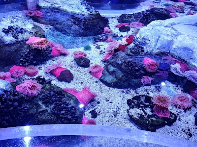 SEA LIFE at Mall of America