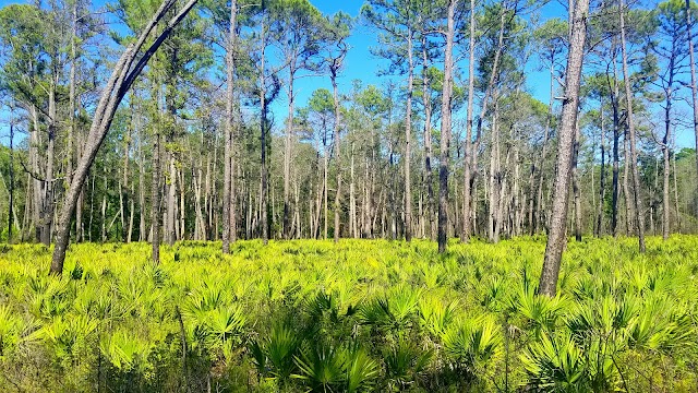 Wekiwa Springs State Park