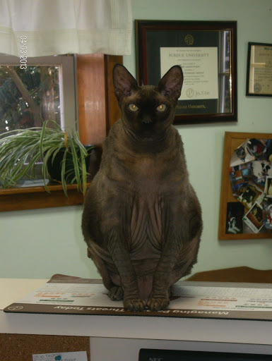 Great Falls Veterinary Hospital - Thumbnail