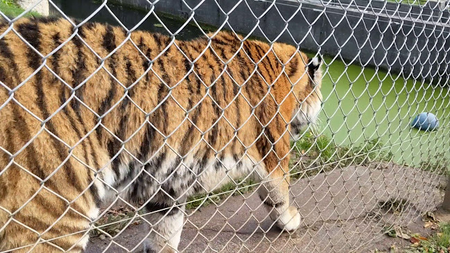 Dartmoor Zoo Open Times