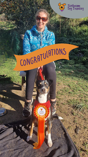 Sunbeam Dog Training & Behaviour - Thumbnail