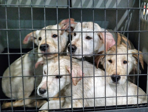 Clínica Veterinaria Axarquía