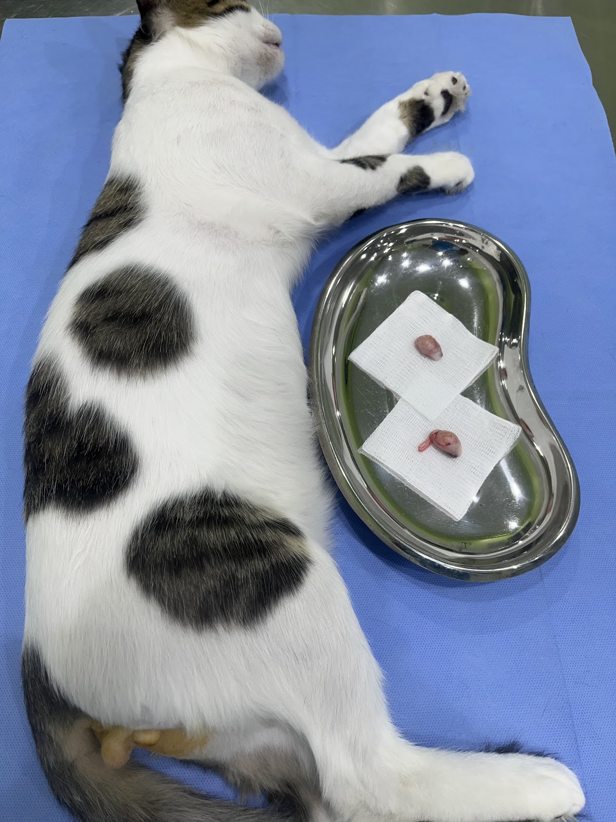 عيادة اليفي البيطرية - صورة 3