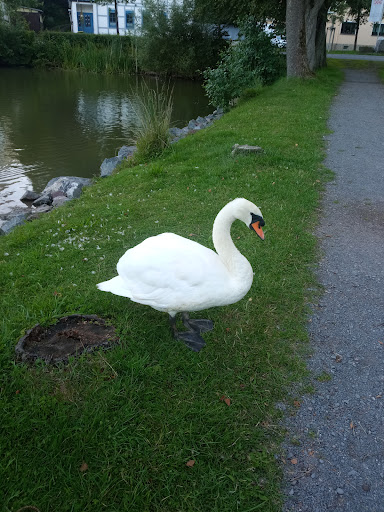 Fontäne im Schwanenteich - Visual