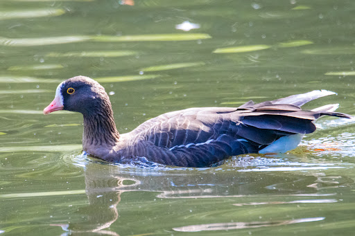 Vogelteich - Visual