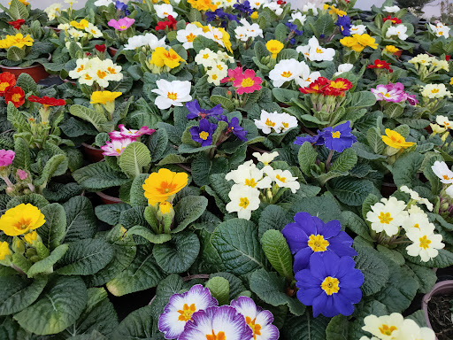 Bearney Nurseries - Thumbnail