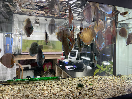 Fish Fix - Visual