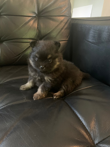 Bella Luna Pomeranians - Thumbnail