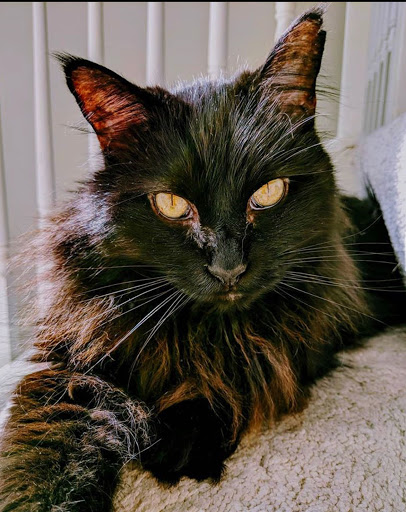 Twin Oaks Animal Hospital - Thumbnail