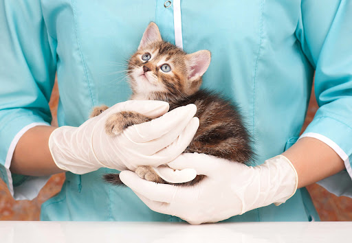 Vet Delivery - Visual