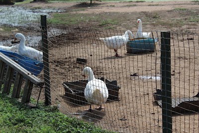 Photos of Asomdwe Park