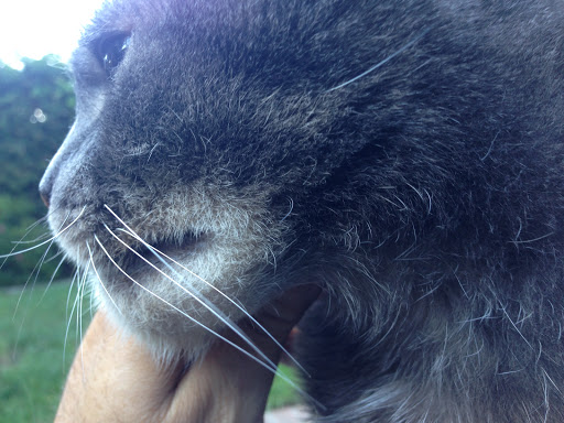 Del Mar Pet Hospital - Thumbnail