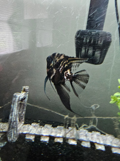 Jorge's Aquatics - Thumbnail