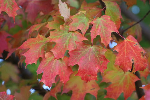 Champine Park - Thumbnail