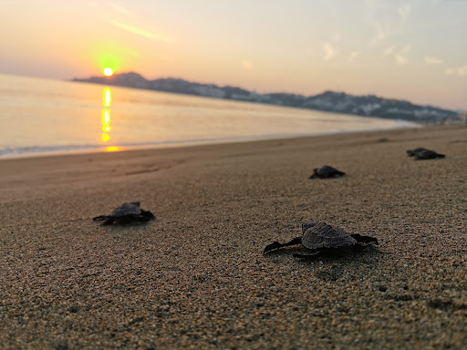 Tortugario Manzanillo Gallery - Mexico