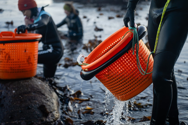 Lofoten Seaweed by null