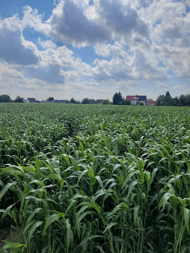 Blumen selber pflücken - Thumbnail
