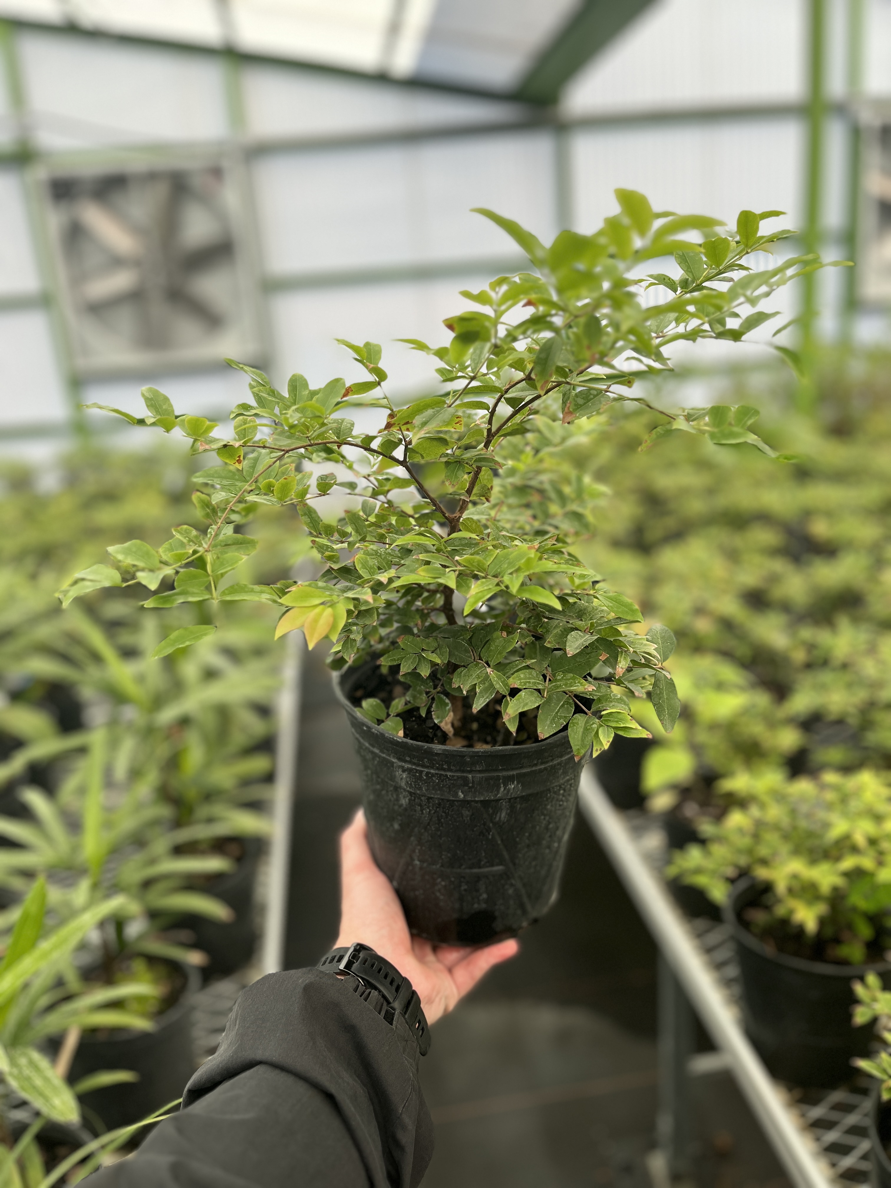 Jolly Green Nursery