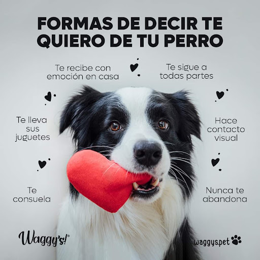 Centro Veterinario Les - Thumbnail