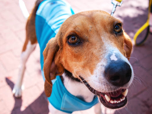 Bone Voyage Dog Rescue - Thumbnail