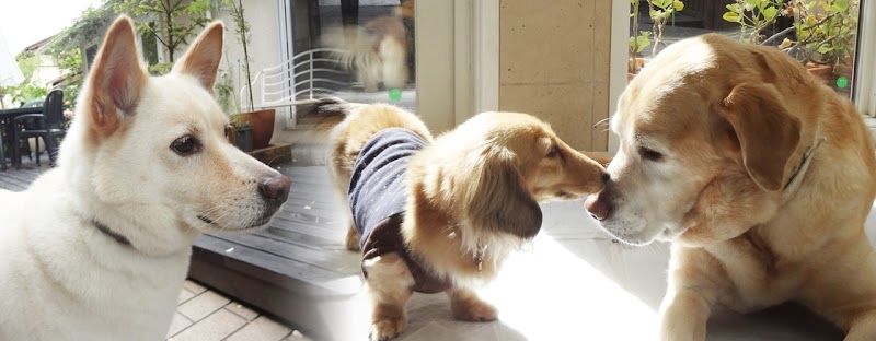 くすの木動物病院