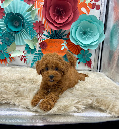 Photo n°25 de Elevage de la châtaigneraie à Les Trois-Saints (Éleveur de chiens)