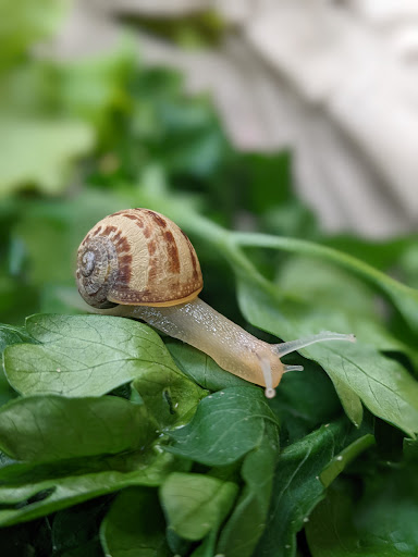 Mon Marché Bio - Thumbnail