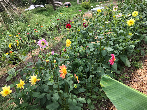 Backyard Flower Co. - Visual