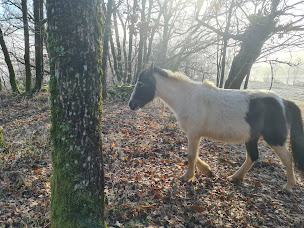 Photo n°1 de La ferme des grandes oreilles à Saint-André-de-Najac (Centre de randonnée équestre)