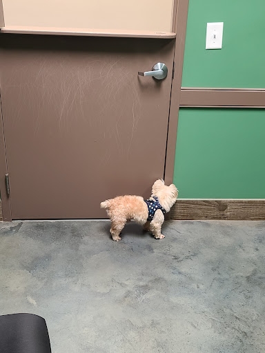 Windsor Animal Hospital - Thumbnail