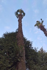 小山緑化（有）