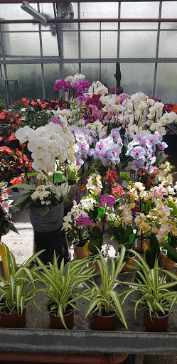Houssaye Fleurs - Thumbnail