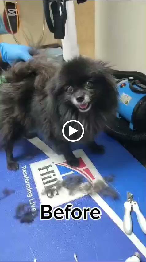 عيادة الطارق البيطرية - صورة 2