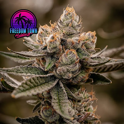 Photo of FLUENT Cannabis Dispensary - Deerfield Beach