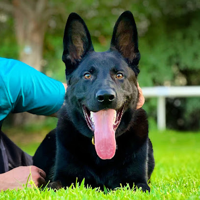 UAE dogs training pro