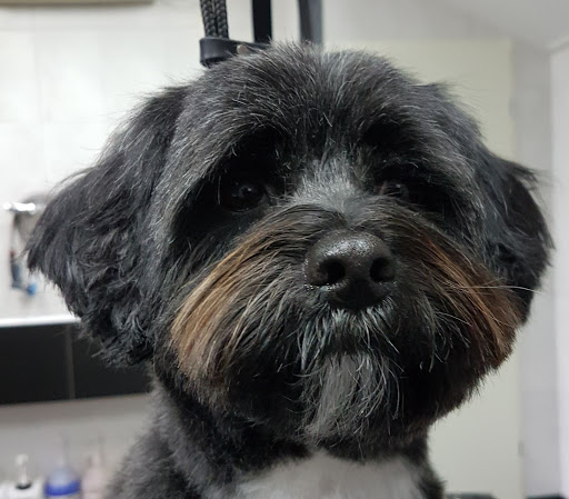 Trimsalon Dogs Beautysalon Melissa - Thumbnail