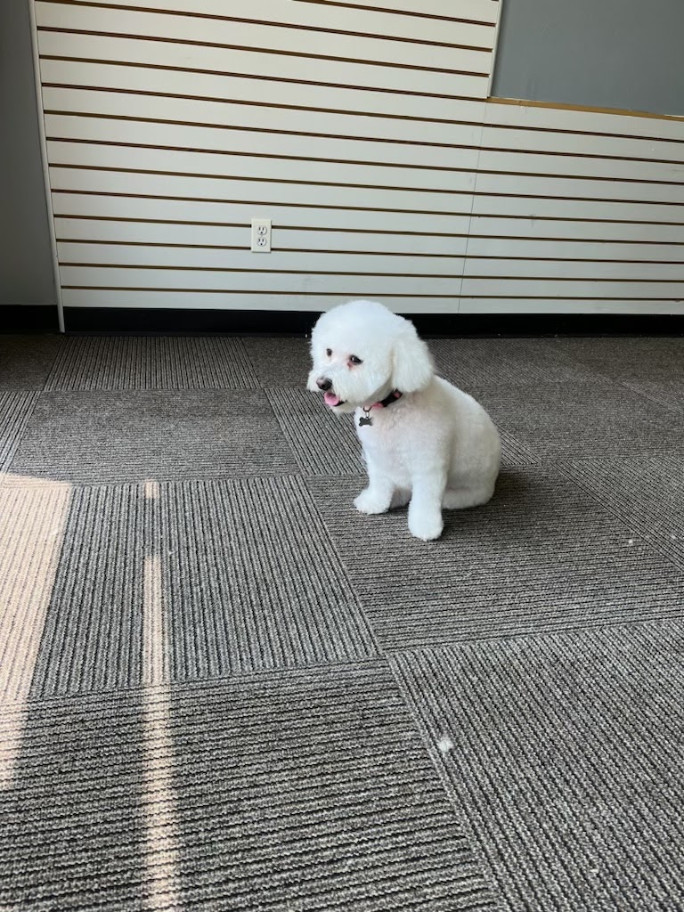 Lucky Pups Pet Grooming