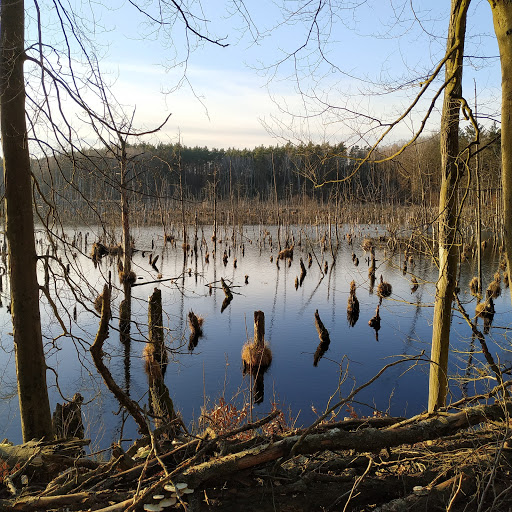 Plagefenn - Visual