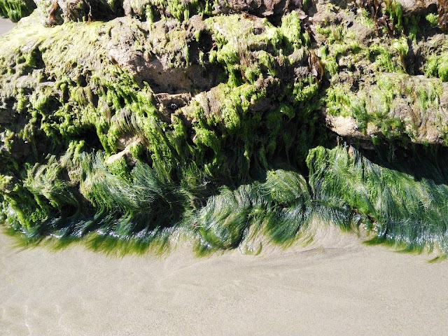 El Matador State Beach