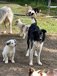 Photo n°26 de Chez Rafale et Rebelle à Ibigny (Éleveur de chats)