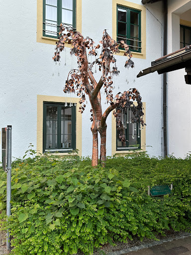Kupferbaum - Visual