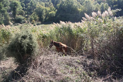 Valley of Koshovica