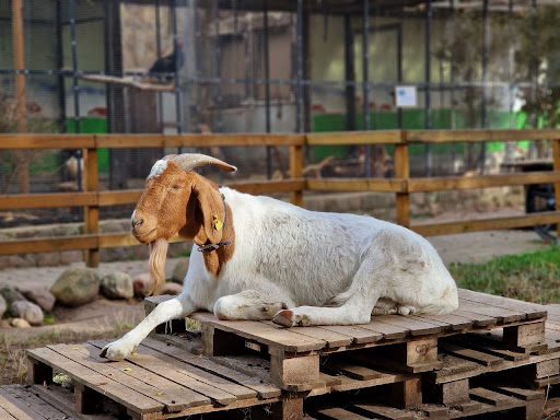 Goldberg Zoo