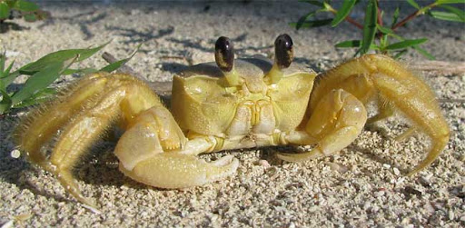 Ghost Crab Quest, LLC - Thumbnail