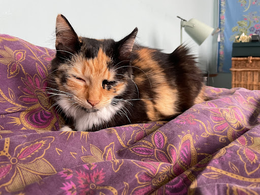 Ambulatorio Veterinario Jasper - Thumbnail