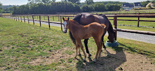 Photo n°2 de Ecurie de Timoline, 